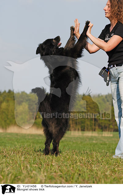 Mischling zeigt Trick / Mongrel shows trick / YJ-01456