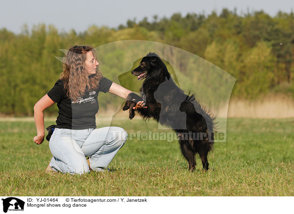 Mischling beim Dog Dance / Mongrel shows dog dance / YJ-01464