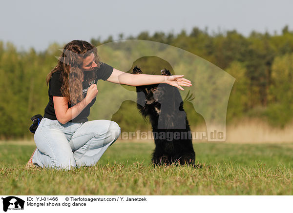 Mischling beim Dog Dance / Mongrel shows dog dance / YJ-01466