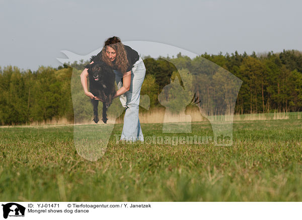 Mischling beim Dog Dance / Mongrel shows dog dance / YJ-01471
