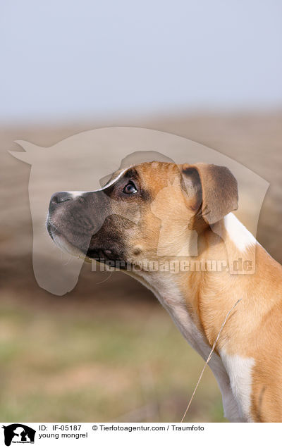 young mongrel / IF-05187