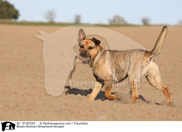 Boxer-Schferhund-Mischling / Boxer-German-Shepherd-mongrel / IF-05353