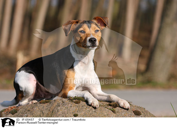 Parson-Russell-Terrier-Mix / Parson-Russell-Terrier-mongrel / IF-05457