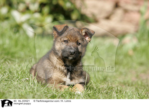 mongrel puppy / KL-03521