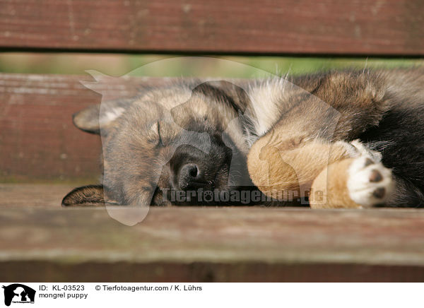 mongrel puppy / KL-03523