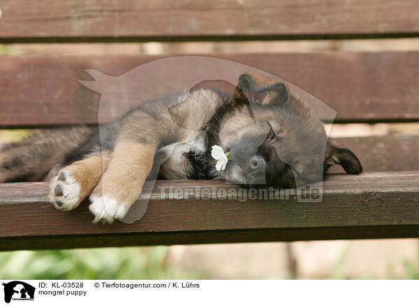 mongrel puppy / KL-03528