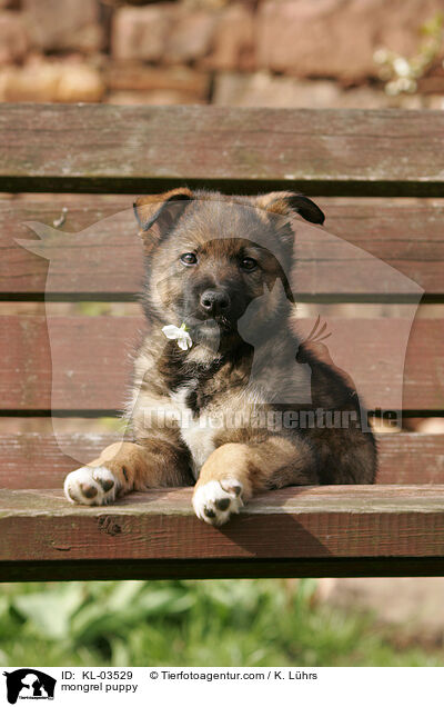 mongrel puppy / KL-03529