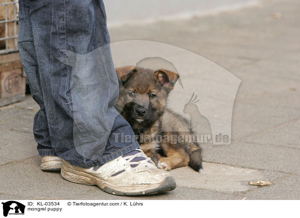 mongrel puppy / KL-03534