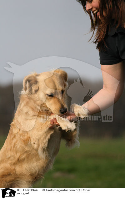 Retriever-Mix / mongrel / CR-01344