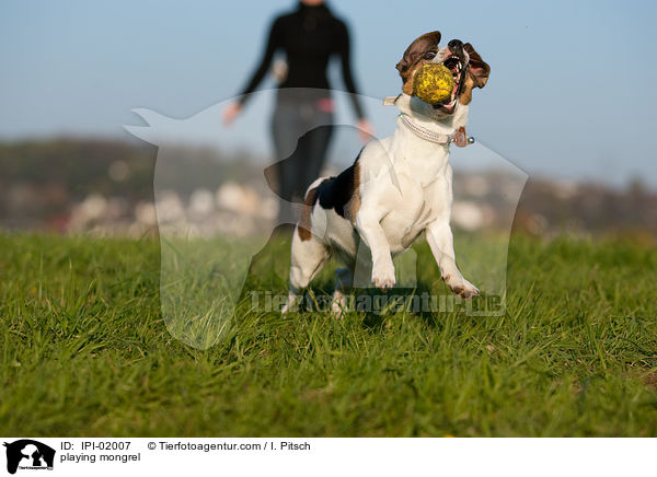 spielender Jack-Russell-Mischling / playing mongrel / IPI-02007