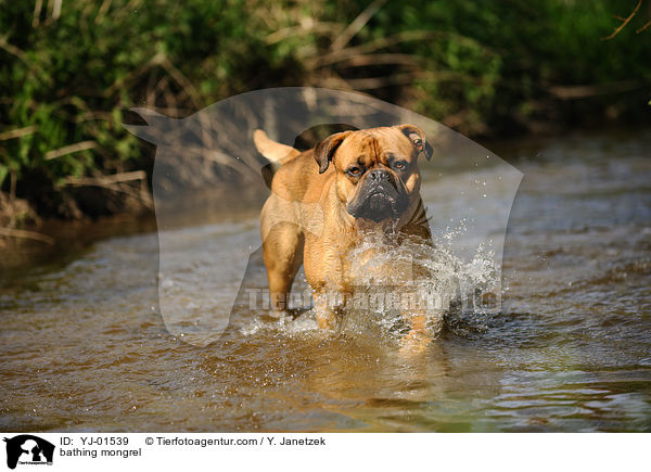 badender Bullmastiff-Mix / bathing mongrel / YJ-01539