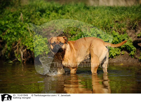 badender Bullmastiff-Mix / bathing mongrel / YJ-01549