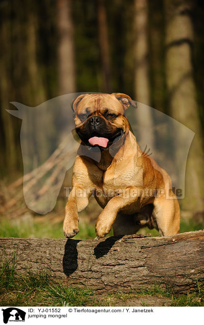 jumping mongrel / YJ-01552