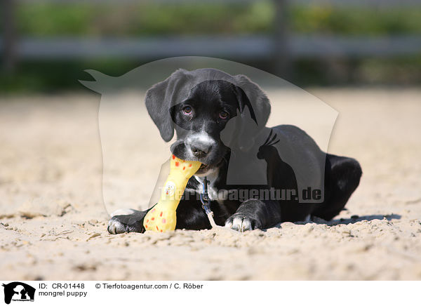 mongrel puppy / CR-01448