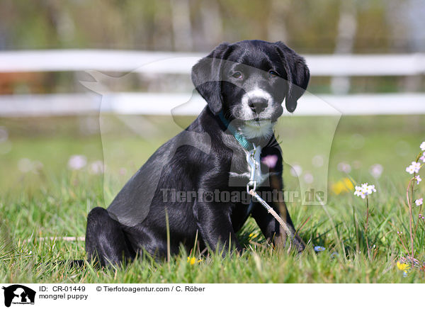 mongrel puppy / CR-01449