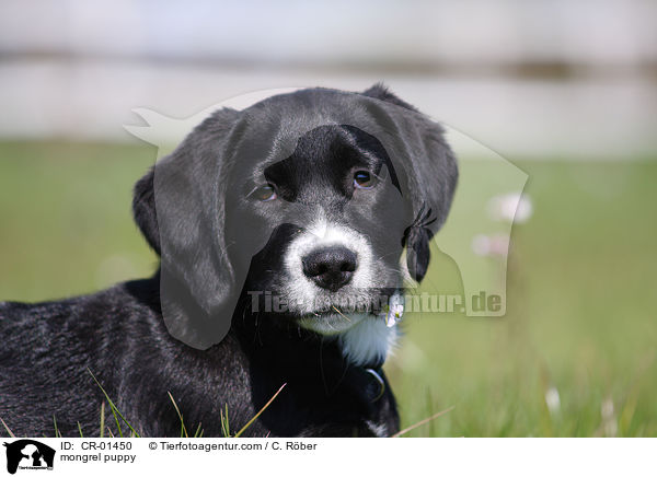 mongrel puppy / CR-01450