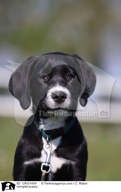 mongrel puppy / CR-01454