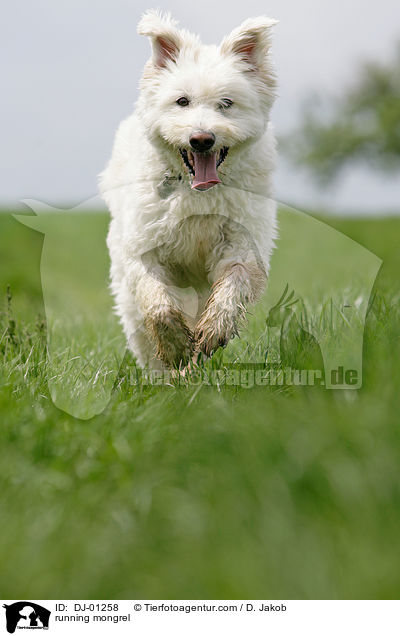 running mongrel / DJ-01258