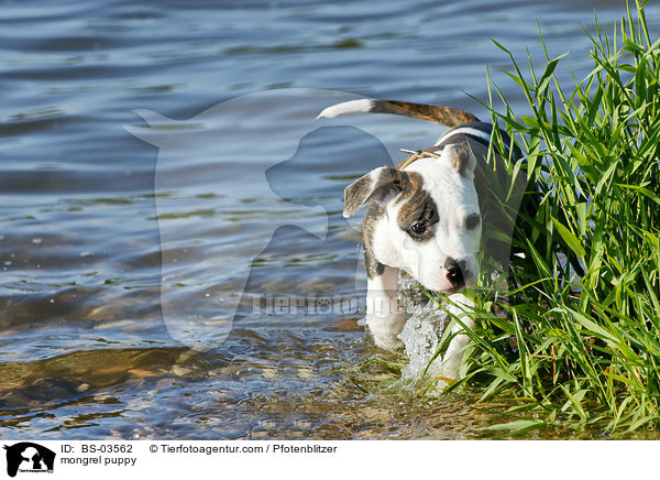 mongrel puppy / BS-03562