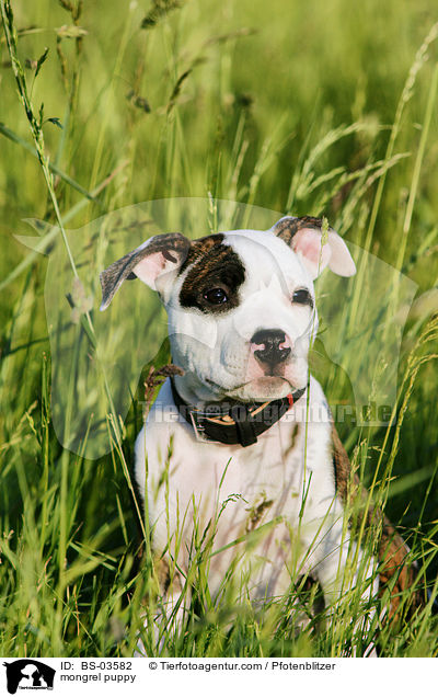 mongrel puppy / BS-03582