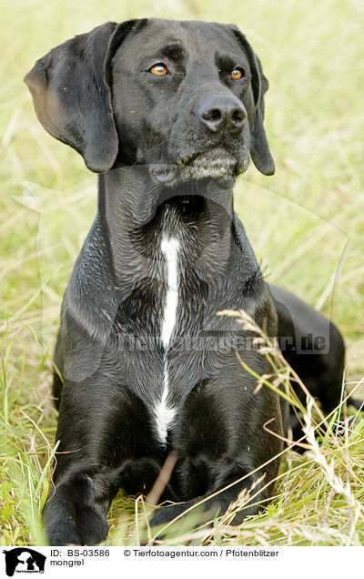 Weimaraner-Mix / mongrel / BS-03586