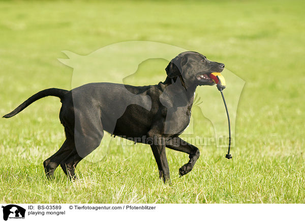 spielender Weimaraner-Mix / playing mongrel / BS-03589