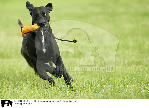 spielender Weimaraner-Mix / playing mongrel / BS-03595