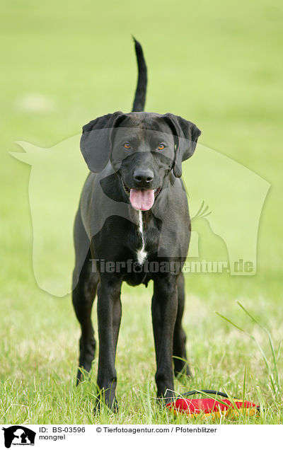 Weimaraner-Mix / mongrel / BS-03596