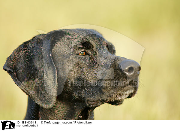 Weimaraner-Mix Portrait / mongrel portrait / BS-03613