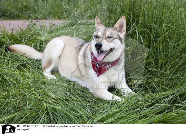 Husky-Mix / mongrel / WS-03897