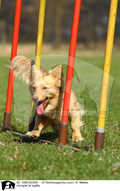 Mischling beim Agility / mongrel at agility / KMI-02309