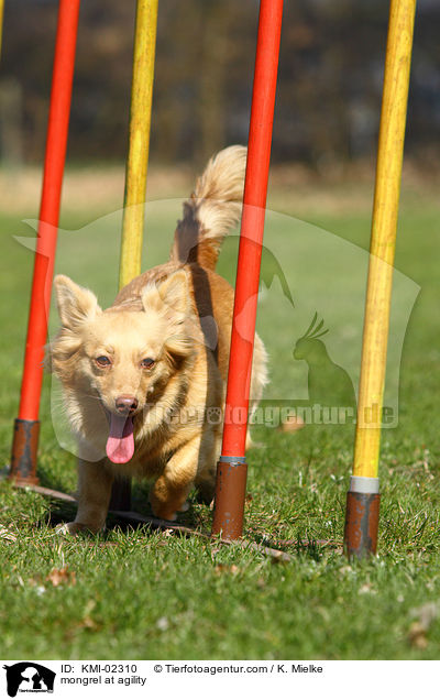 Mischling beim Agility / mongrel at agility / KMI-02310