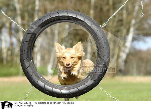 mongrel at agility / KMI-02315