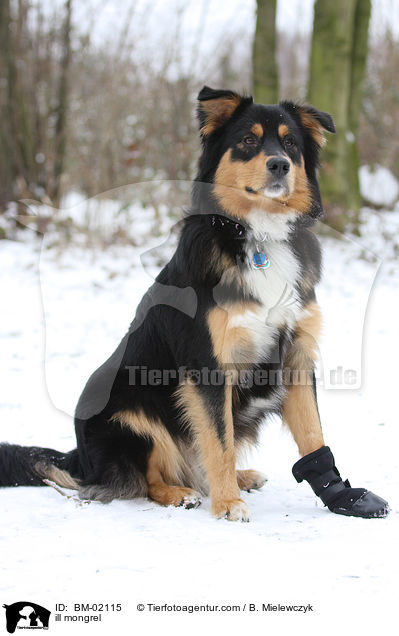 kranker Mischling / ill mongrel / BM-02115