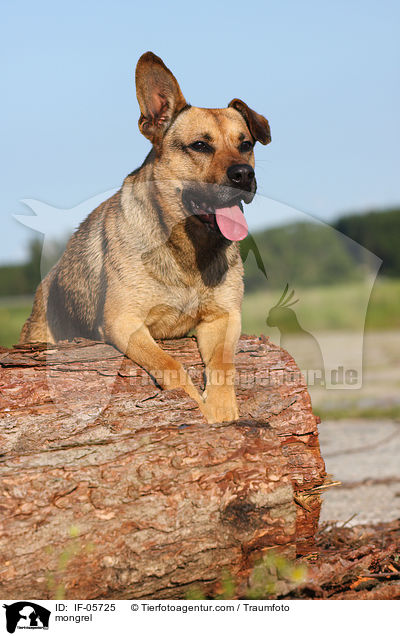 Boxer-Schferhund-Mix / mongrel / IF-05725
