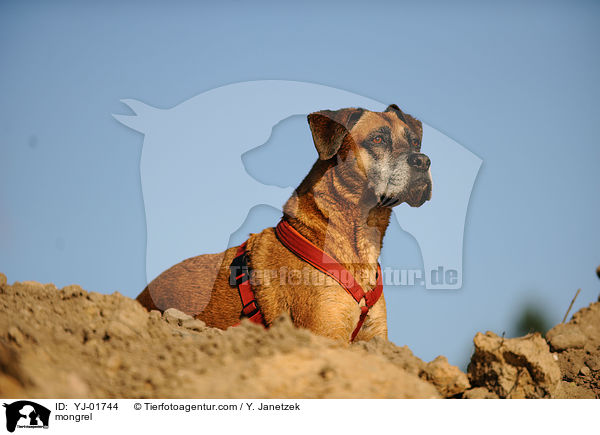 Boxer-Mix / mongrel / YJ-01744