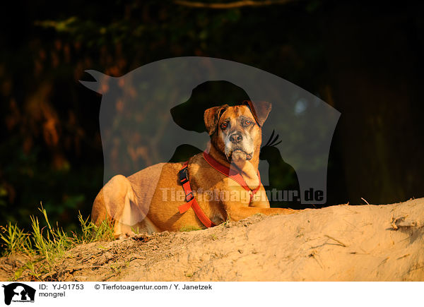 Boxer-Mix / mongrel / YJ-01753
