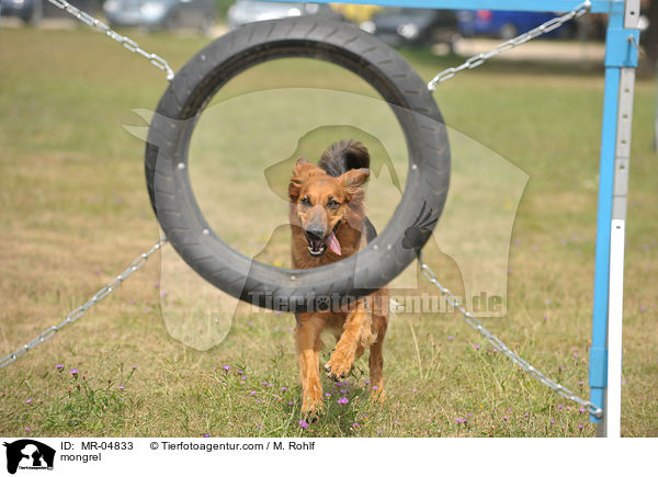 Mischling / mongrel / MR-04833
