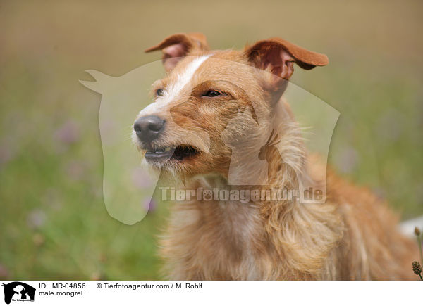 Mischling / male mongrel / MR-04856
