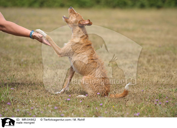 Mischling / male mongrel / MR-04862