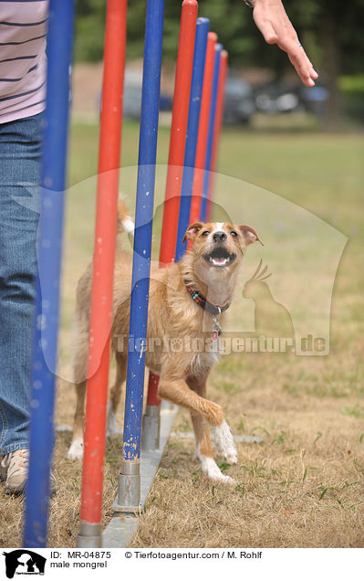 Mischling / male mongrel / MR-04875