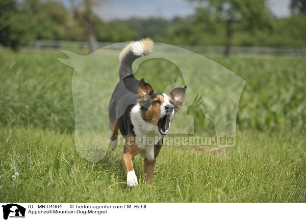 Appenzeller-Sennenhund-Mischling / Appenzell-Mountain-Dog-Mongrel / MR-04964