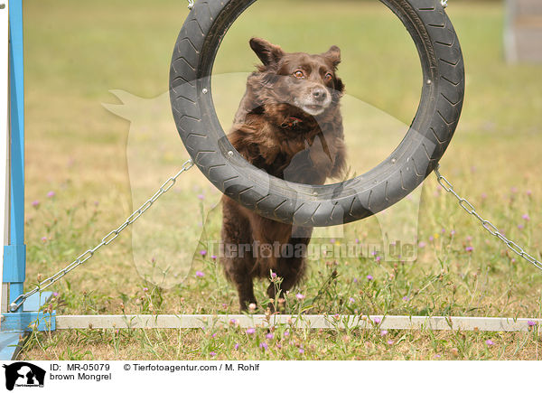 brauner Mischling / brown Mongrel / MR-05079