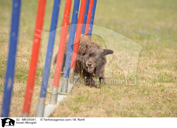 brauner Mischling / brown Mongrel / MR-05081