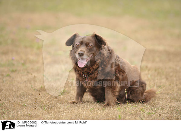 brauner Mischling / brown Mongrel / MR-05082