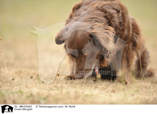 brauner Mischling / brown Mongrel / MR-05083