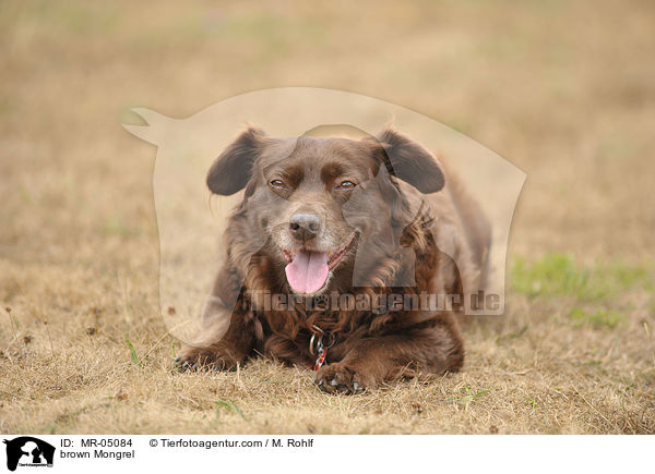 brauner Mischling / brown Mongrel / MR-05084