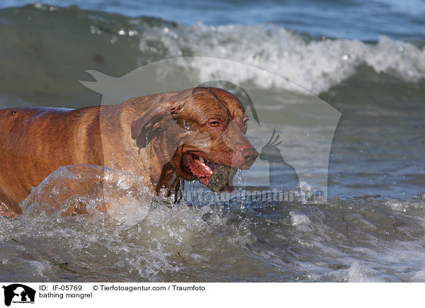 badender Bordeaux-Doggen-Mix / bathing mongrel / IF-05769