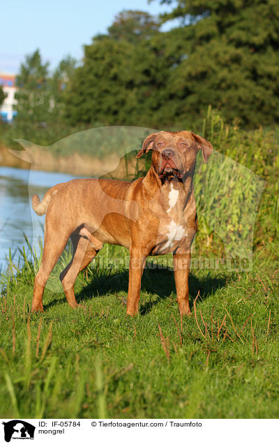 Bordeaux-Doggen-Mix / mongrel / IF-05784