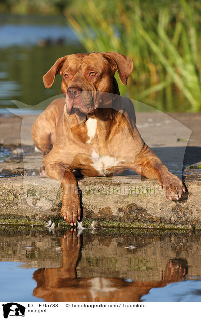 Bordeaux-Doggen-Mix / mongrel / IF-05788